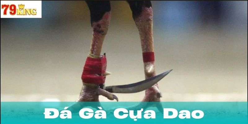 Cách chọn và huấn luyện gà đá cựa dao