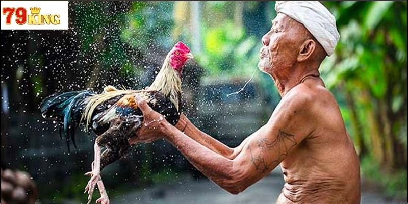 Cách nuôi và huấn luyện gà đá truyền thống
